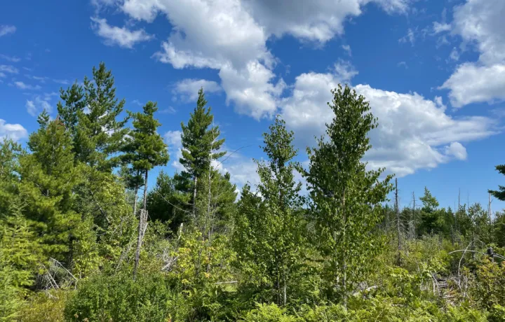 Michigan treeline during the day