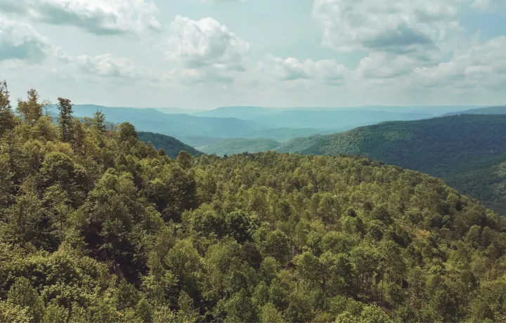 Image of eastern United States forests