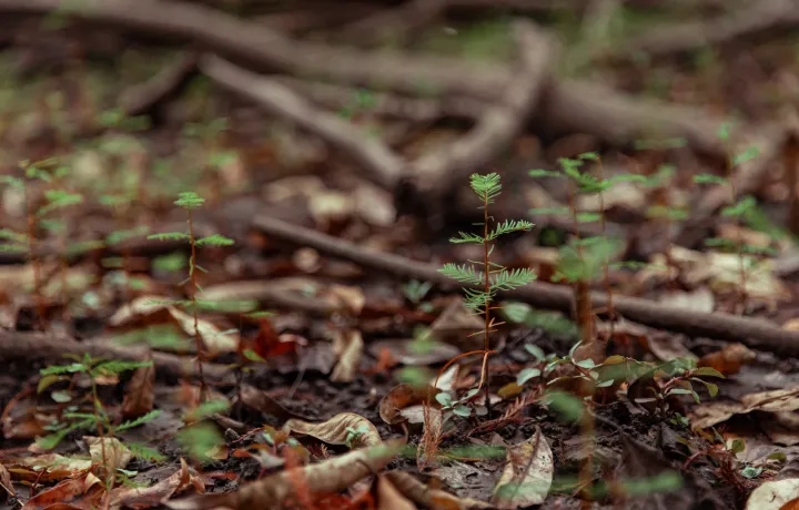 Apalachicola forest image