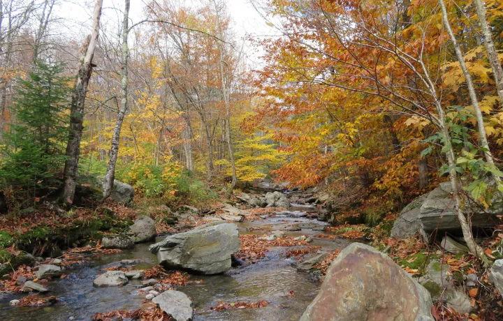 Burnt Mountain picture of forest stream