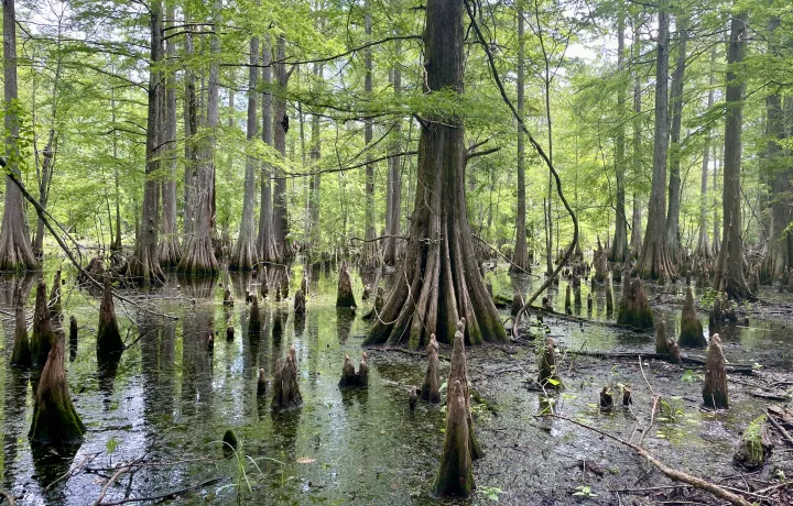 Louisiana Lowlands image of swamp