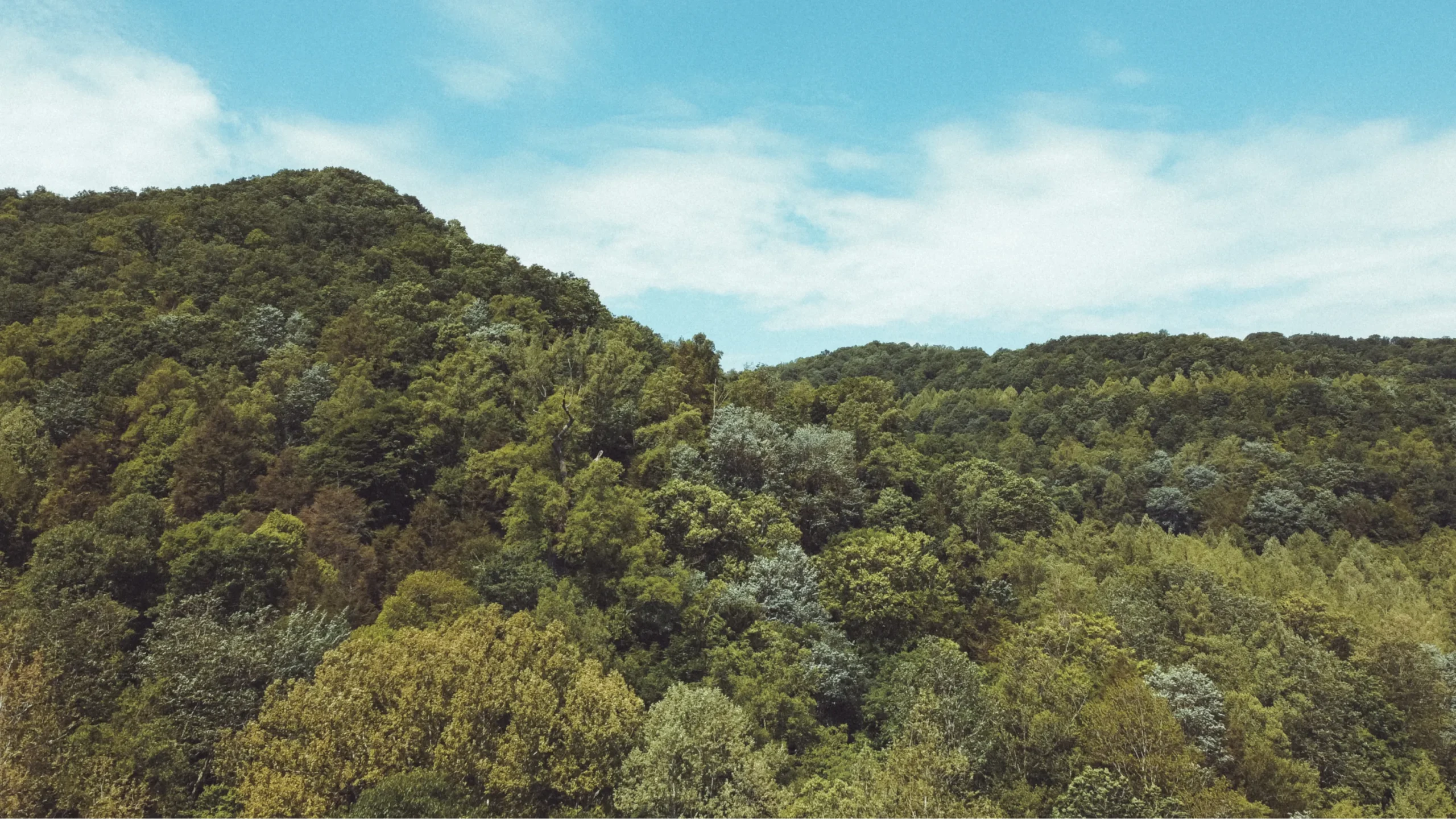 Our Approach hero image of mountains and trees