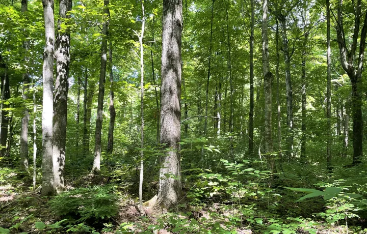 Manistique Forest image